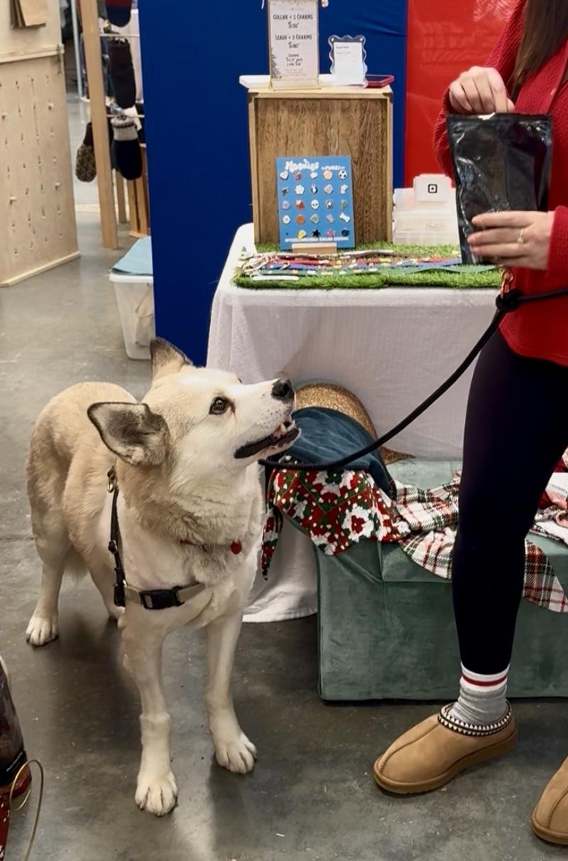 Casey, a ADOPTABLE Mixed Breed in Saskatoon, SK image 4/6