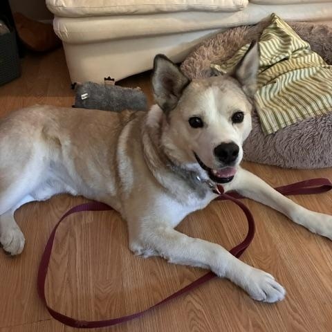 Casey, an adoptable Mixed Breed in Saskatoon, SK image 2/6