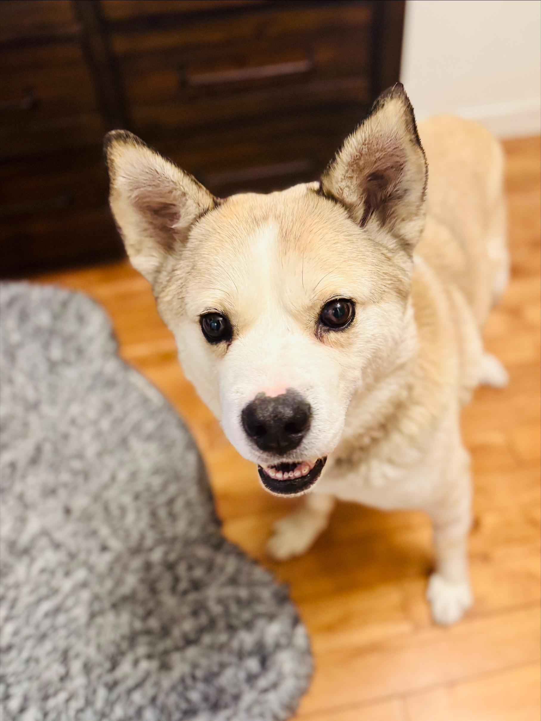 Casey, a ADOPTABLE Mixed Breed in Saskatoon, SK image 5/6