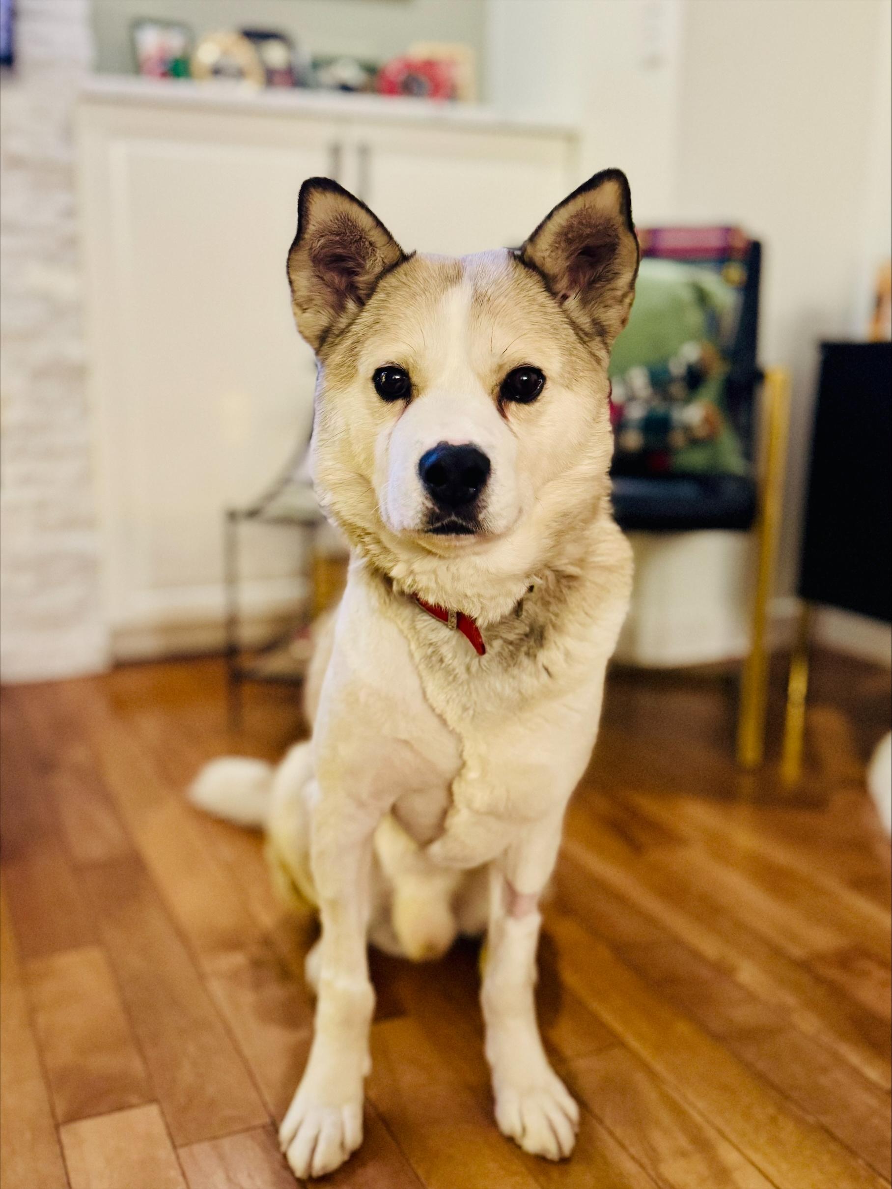 Casey, a ADOPTABLE Mixed Breed in Saskatoon, SK image 6/6