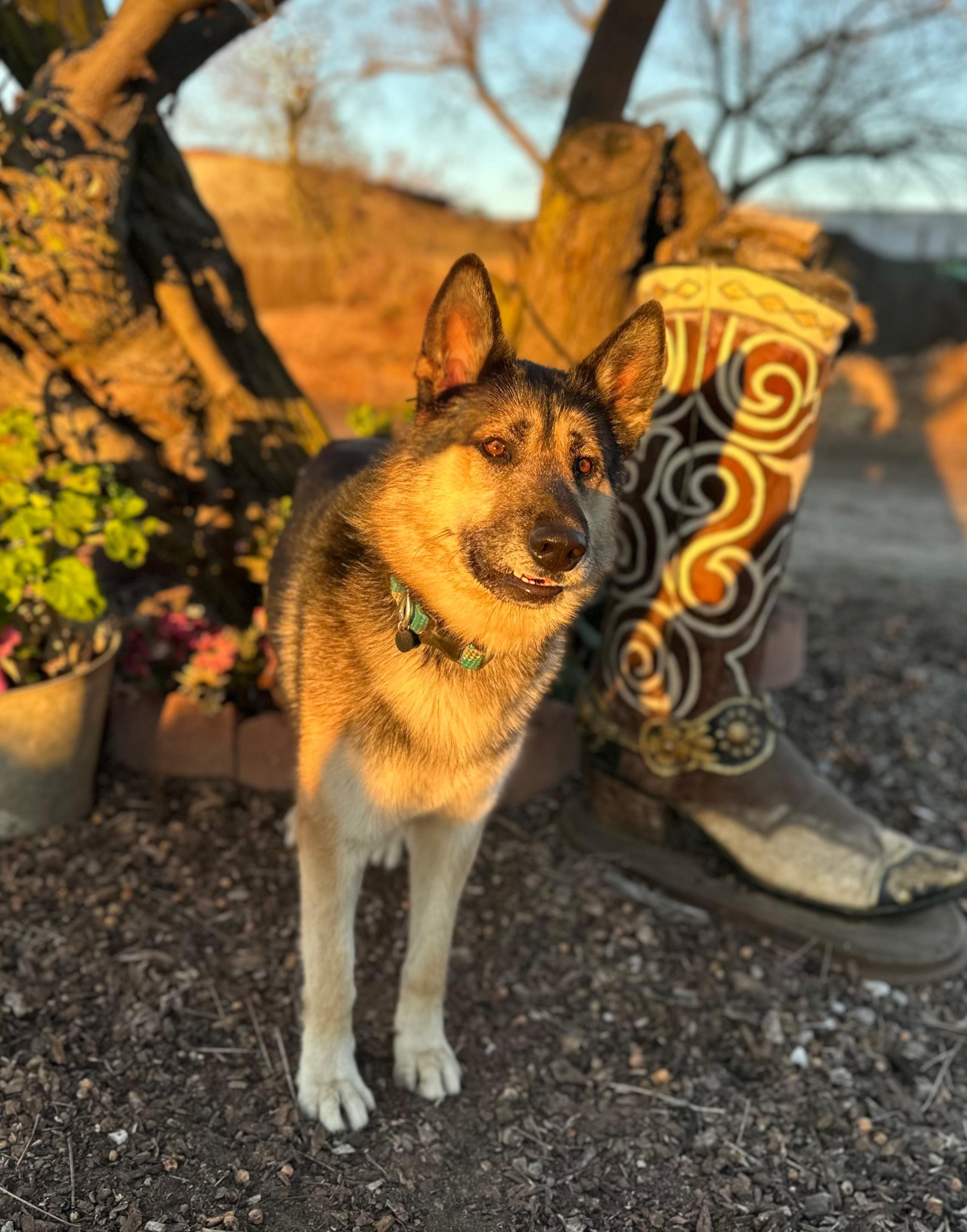 Haven, a ADOPTABLE mixed breed in Modesto , CA image 2/3
