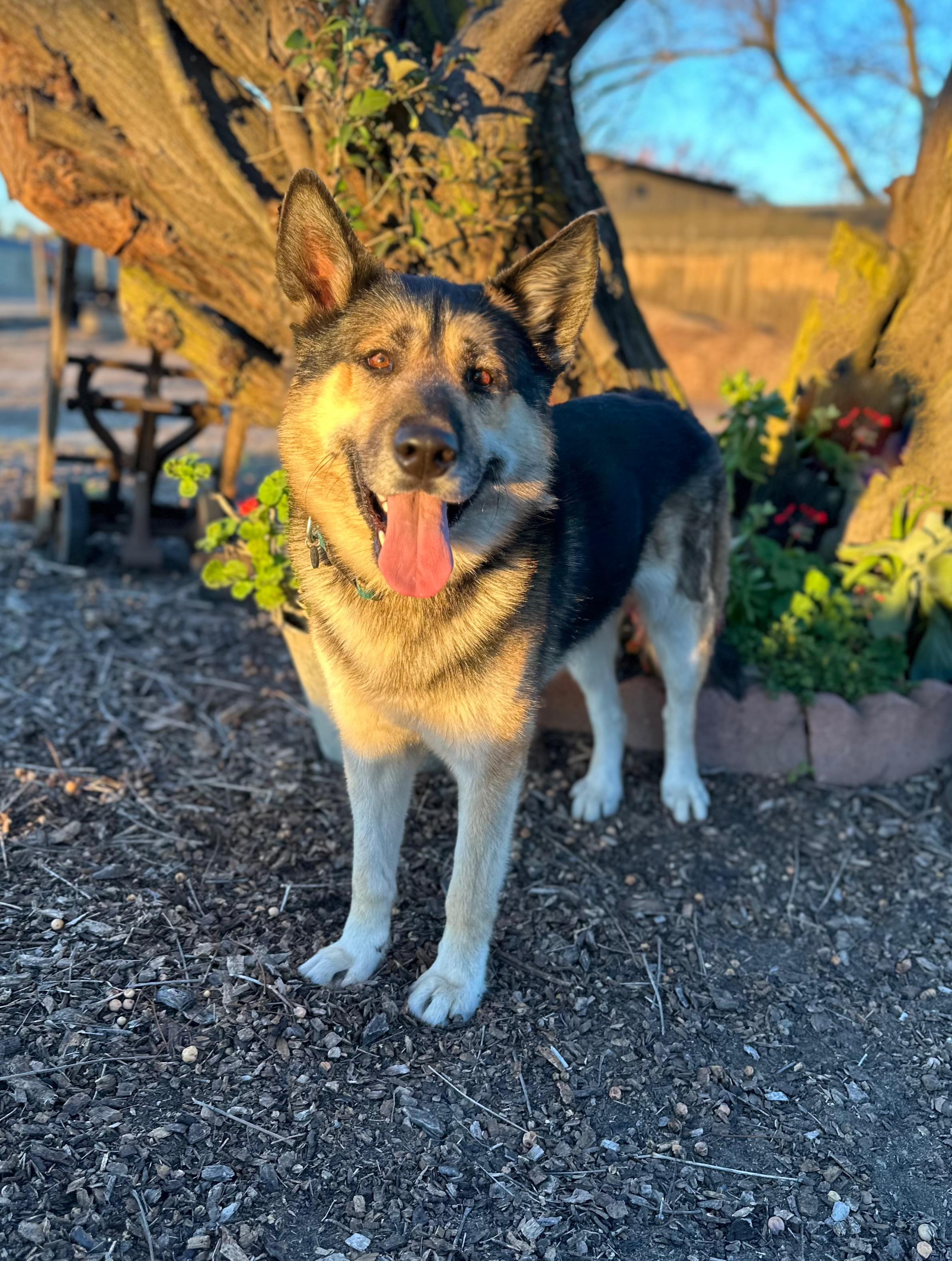 Haven, a ADOPTABLE mixed breed in Modesto , CA image 3/3