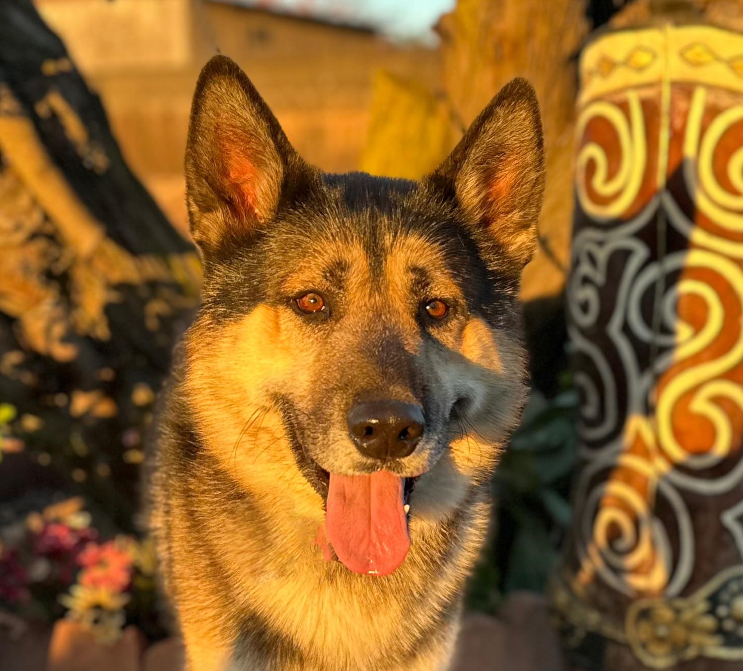 Haven, a ADOPTABLE mixed breed in Modesto , CA image 1/3