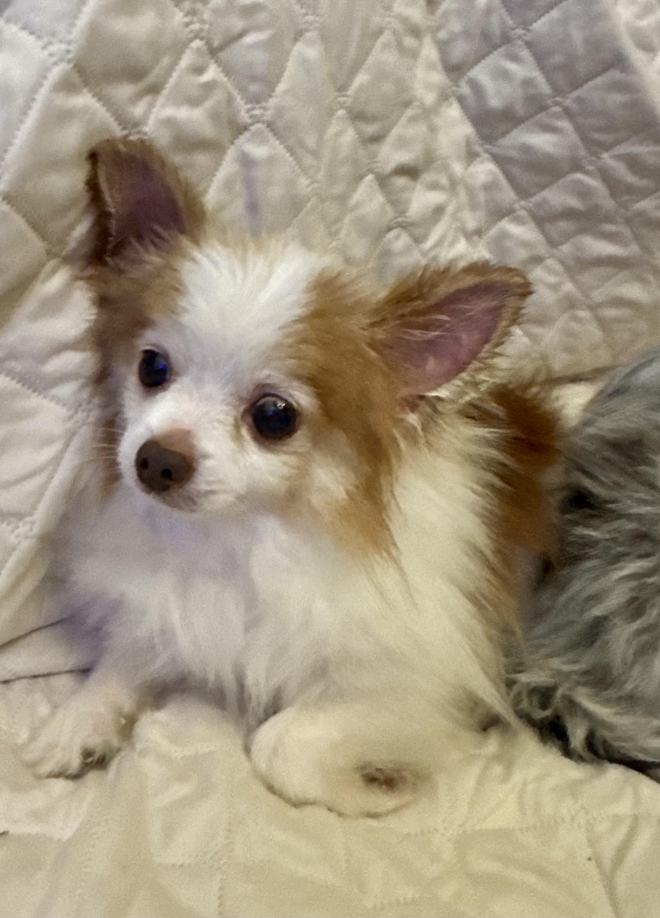 Petey, Adoptable, Senior Male Pomeranian.