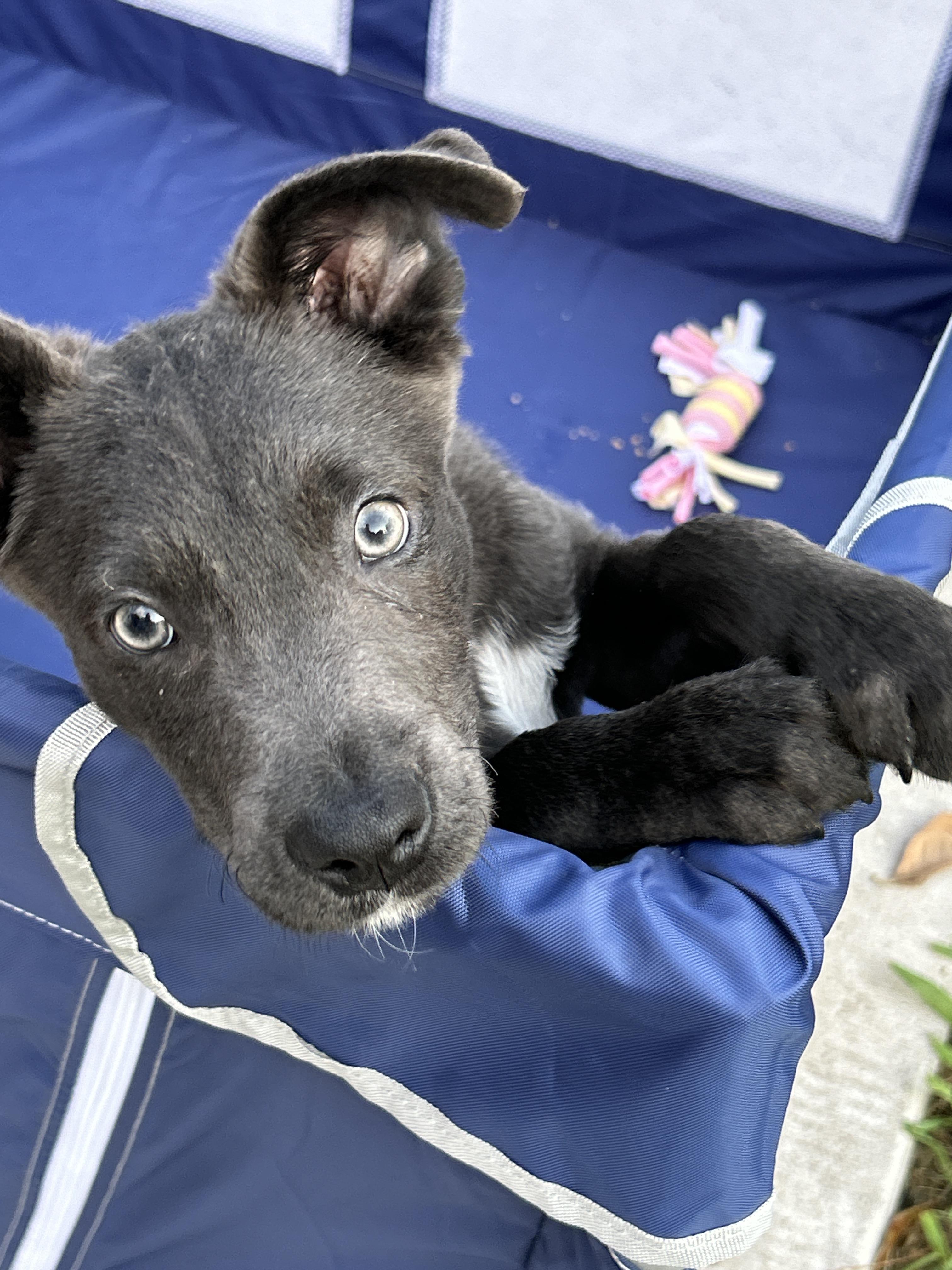 Puppy Blue