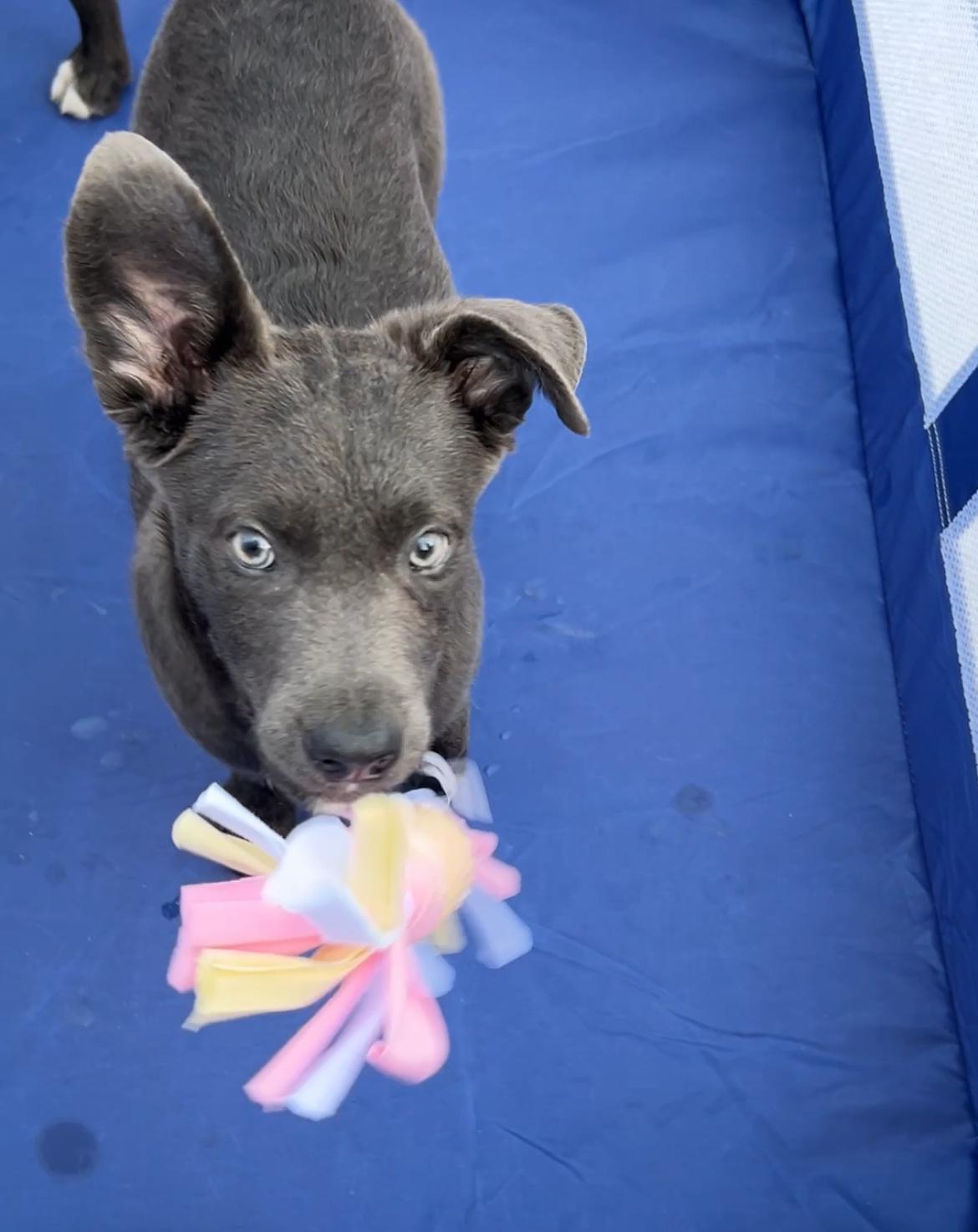 Puppy Blue