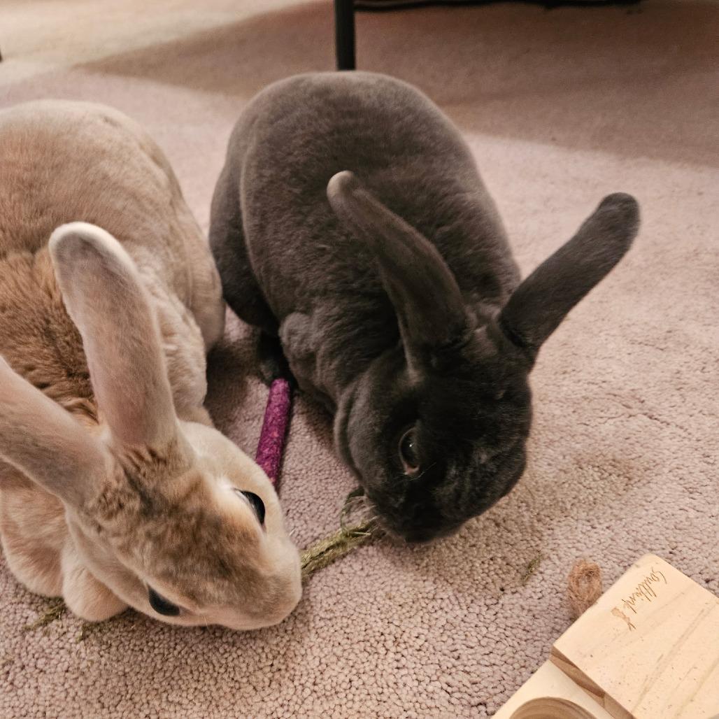 Pette, a Adoptable Mini Rex in The Woodlands, TX image 1/6