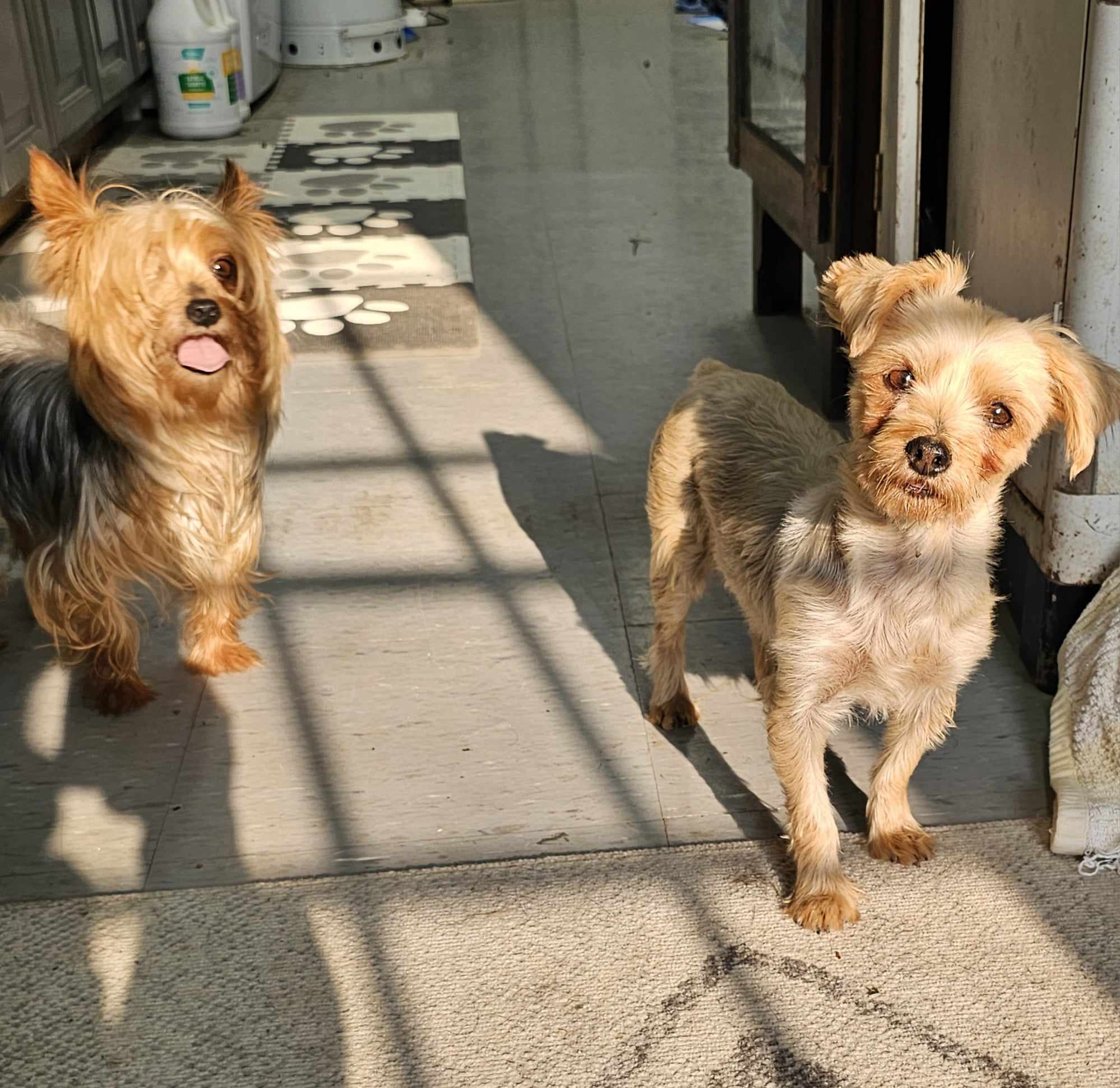 Barley and Angie