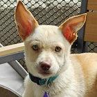 Enlarge Cosmo D6071, a Adoptable mixed breed in Fremont, CA image 1/2