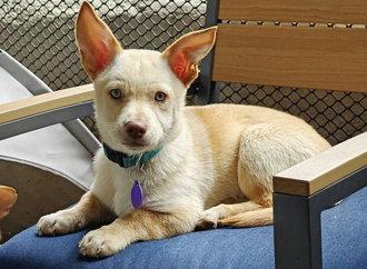 Enlarge Cosmo D6071, a Adoptable mixed breed in Fremont, CA image 2/2