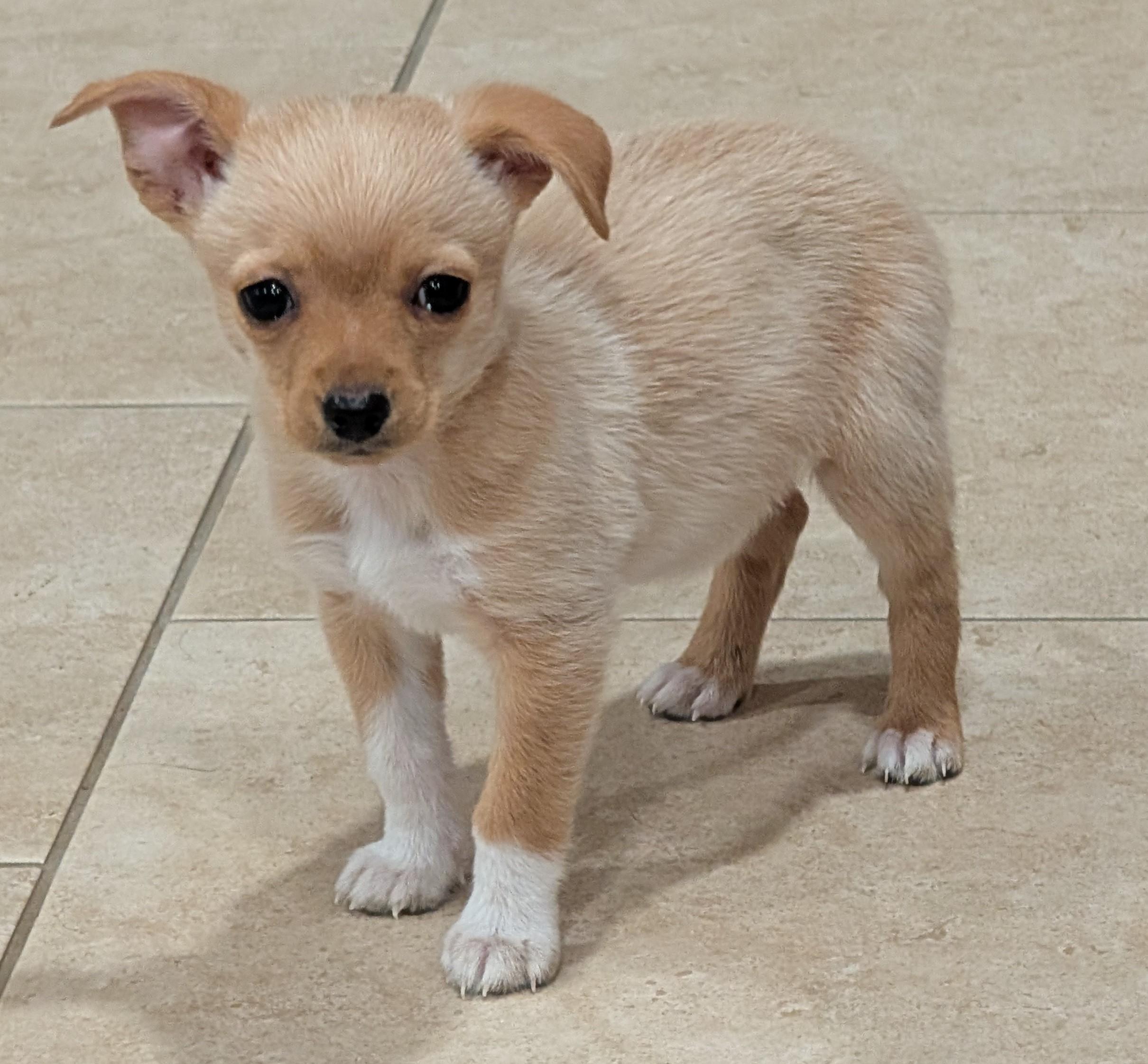 Panko, adopted, Puppy Male Chihuahua.