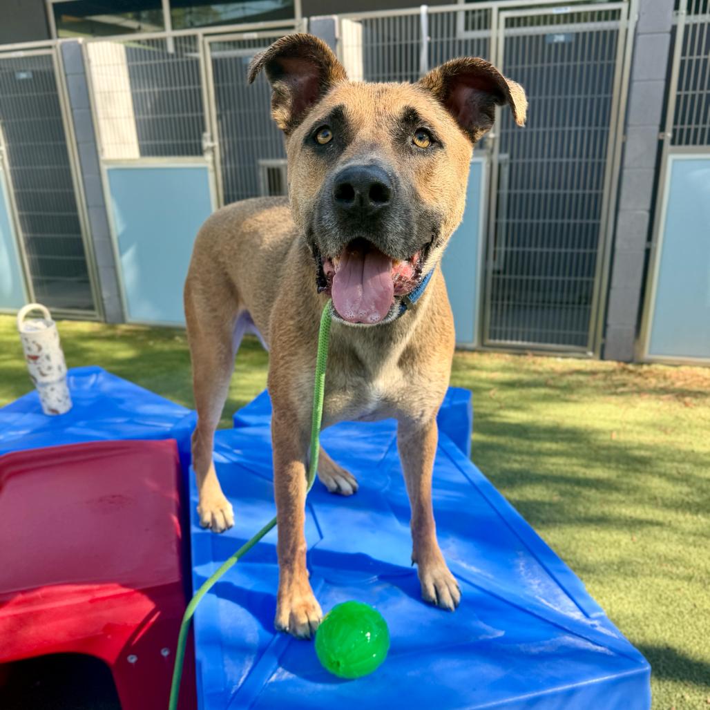 Spicy Tuna, Adoptable, Adult Male Black Mouth Cur.