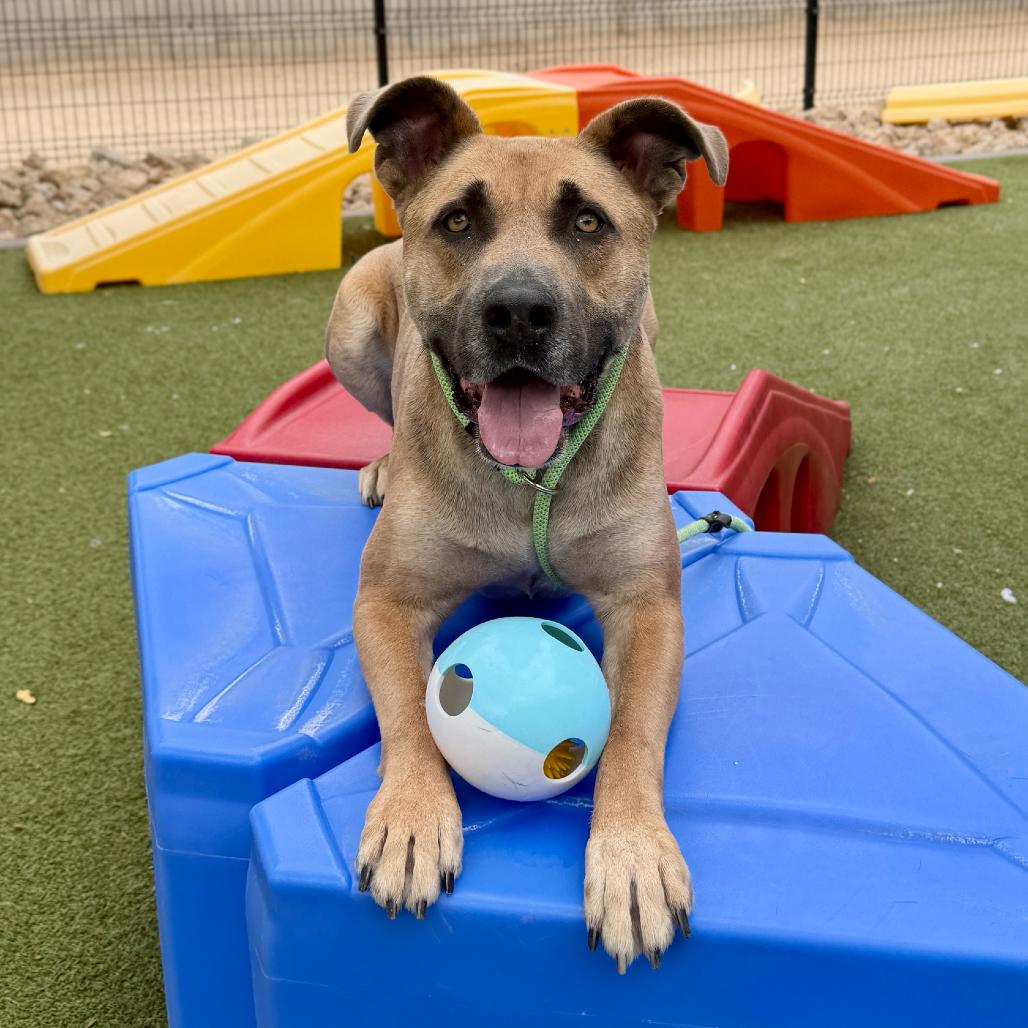 Spicy Tuna, a Adoptable Black Mouth Cur in Apache Junction, AZ image 1/6