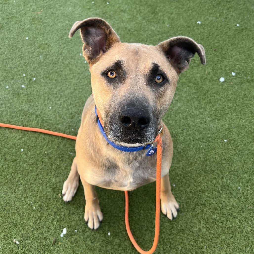 Spicy Tuna, Adoptable, Adult Male Black Mouth Cur.