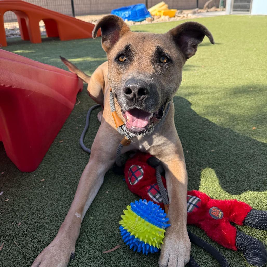 Enlarge Spicy Tuna, a Adoptable Black Mouth Cur in Apache Junction, AZ image 2/5