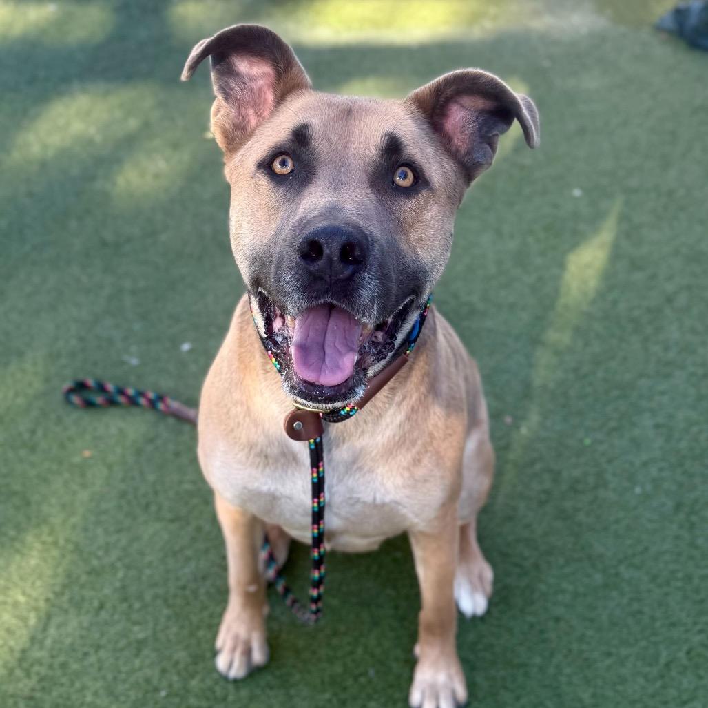 Enlarge Spicy Tuna, a Adoptable Black Mouth Cur in Apache Junction, AZ image 2/4
