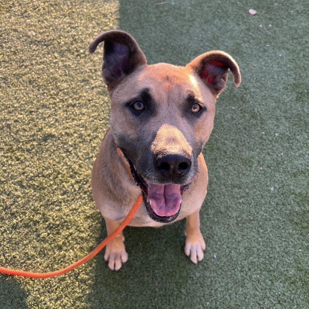 Enlarge Spicy Tuna, a Adoptable Black Mouth Cur in Apache Junction, AZ image 3/4