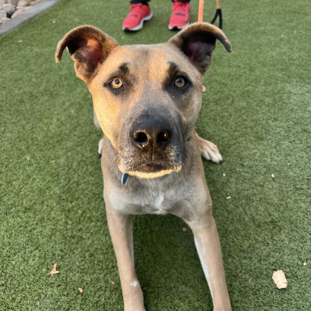 Enlarge Spicy Tuna, a Adoptable Black Mouth Cur in Apache Junction, AZ image 4/4
