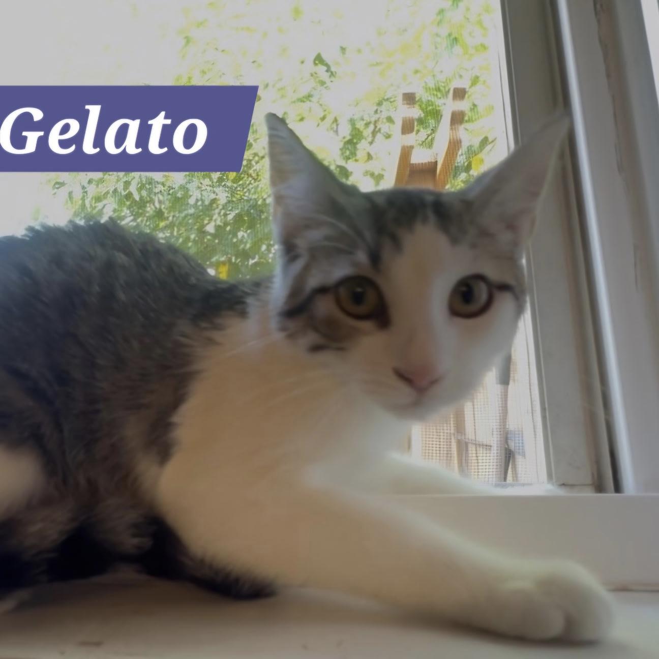 Enlarge Gelato, a ADOPTABLE Domestic Short Hair in Bentonville, AR image 1/1