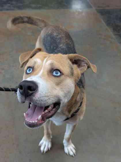 Cyan, Adoptable, Adult Male Mixed Breed & Mixed Breed.