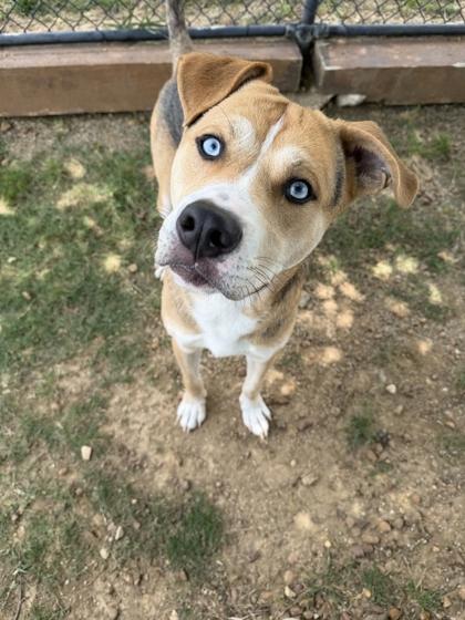 Cyan, a Adoptable mixed breed in Memphis, TN image 2/3