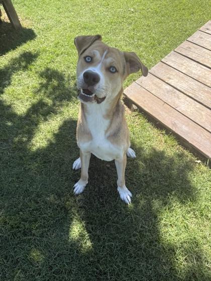 Cyan, a Adoptable mixed breed in Memphis, TN image 3/3