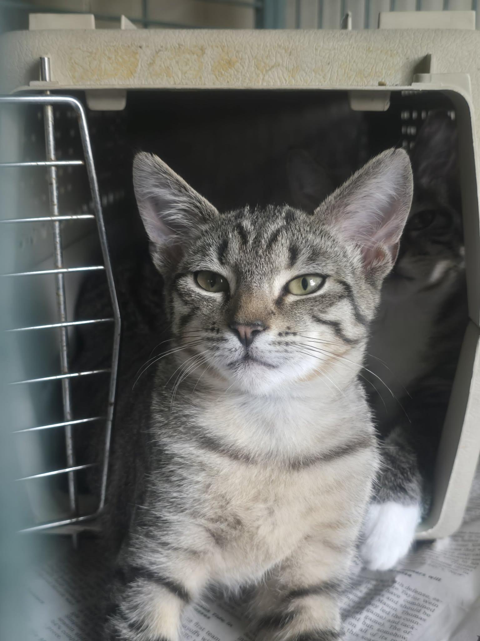 Enlarge Potato and Raccoon , a ADOPTABLE Tabby in Lawrenceville, GA image 2/2