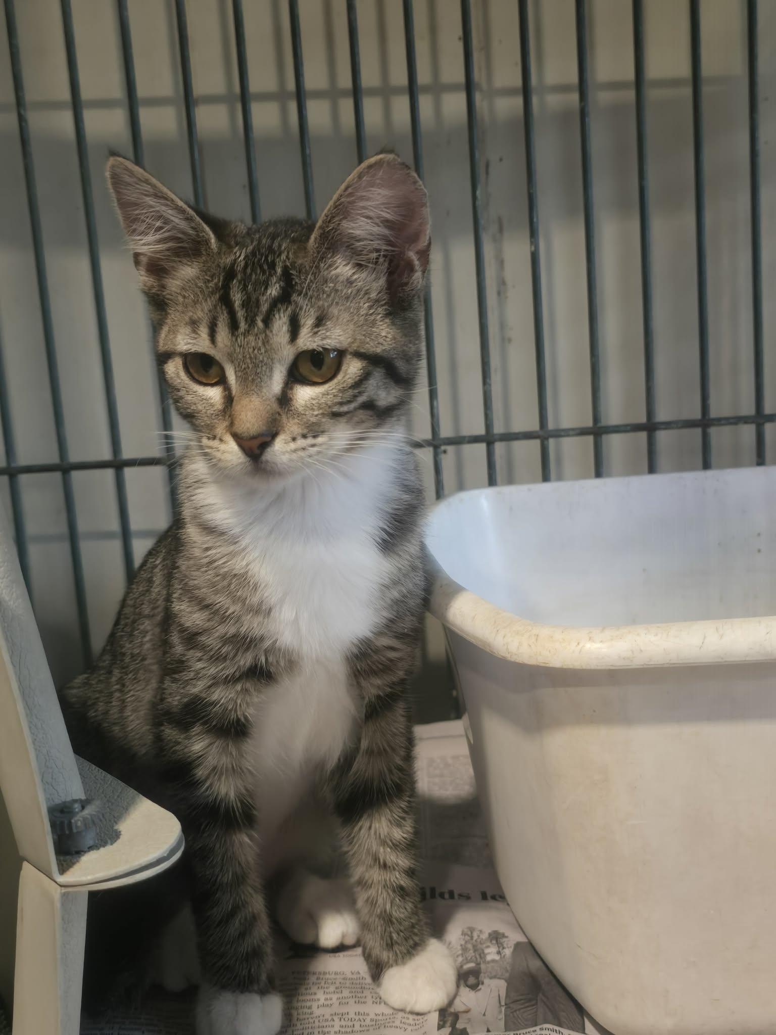 Potato and Raccoon , ADOPTABLE, Kitten Male Tabby.