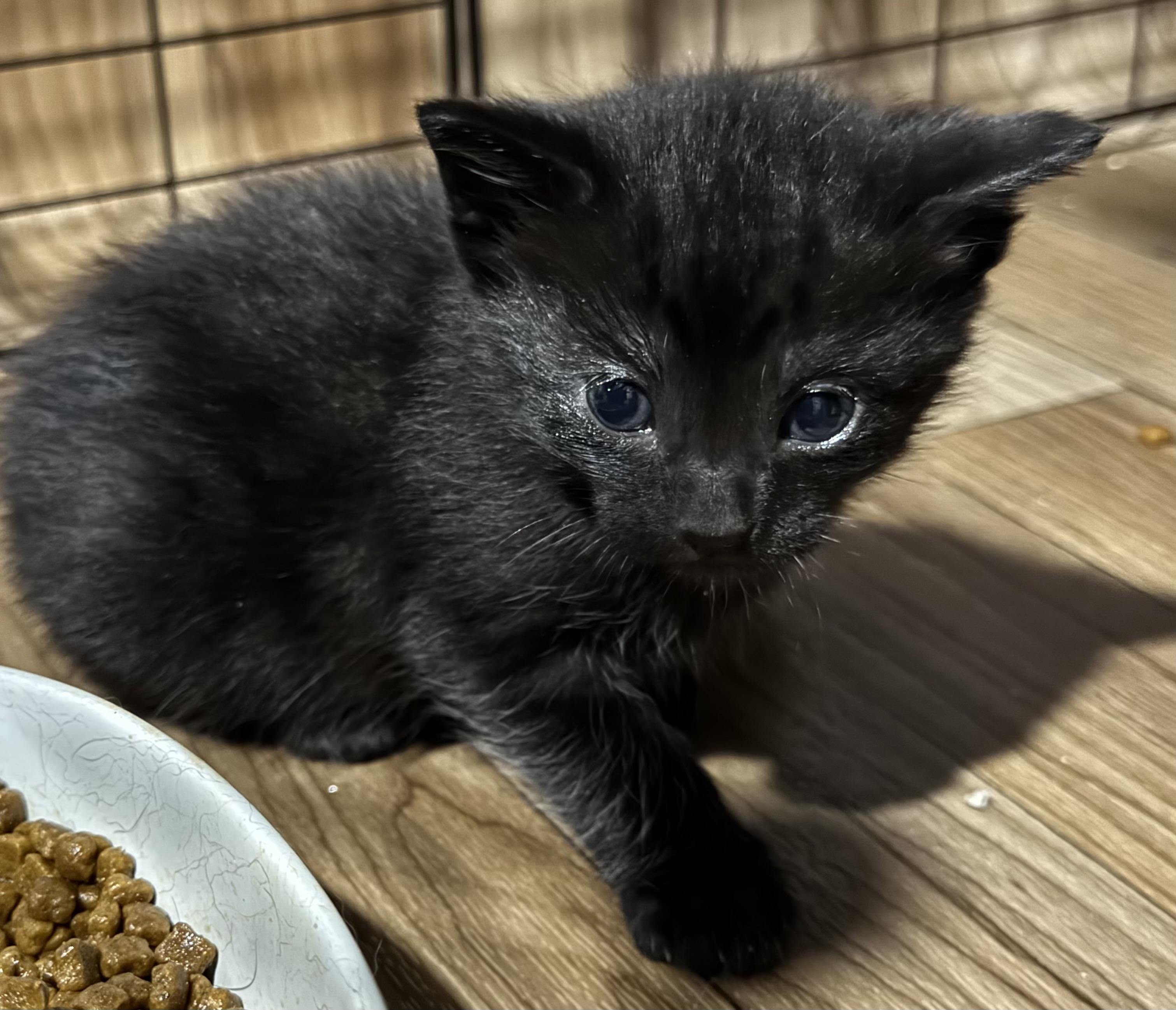 Hendrix, a ADOPTABLE Domestic Short Hair in Port Washington, WI image 2/2