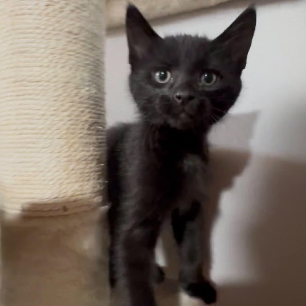 Hendrix, ADOPTABLE, Kitten Male Domestic Short Hair.