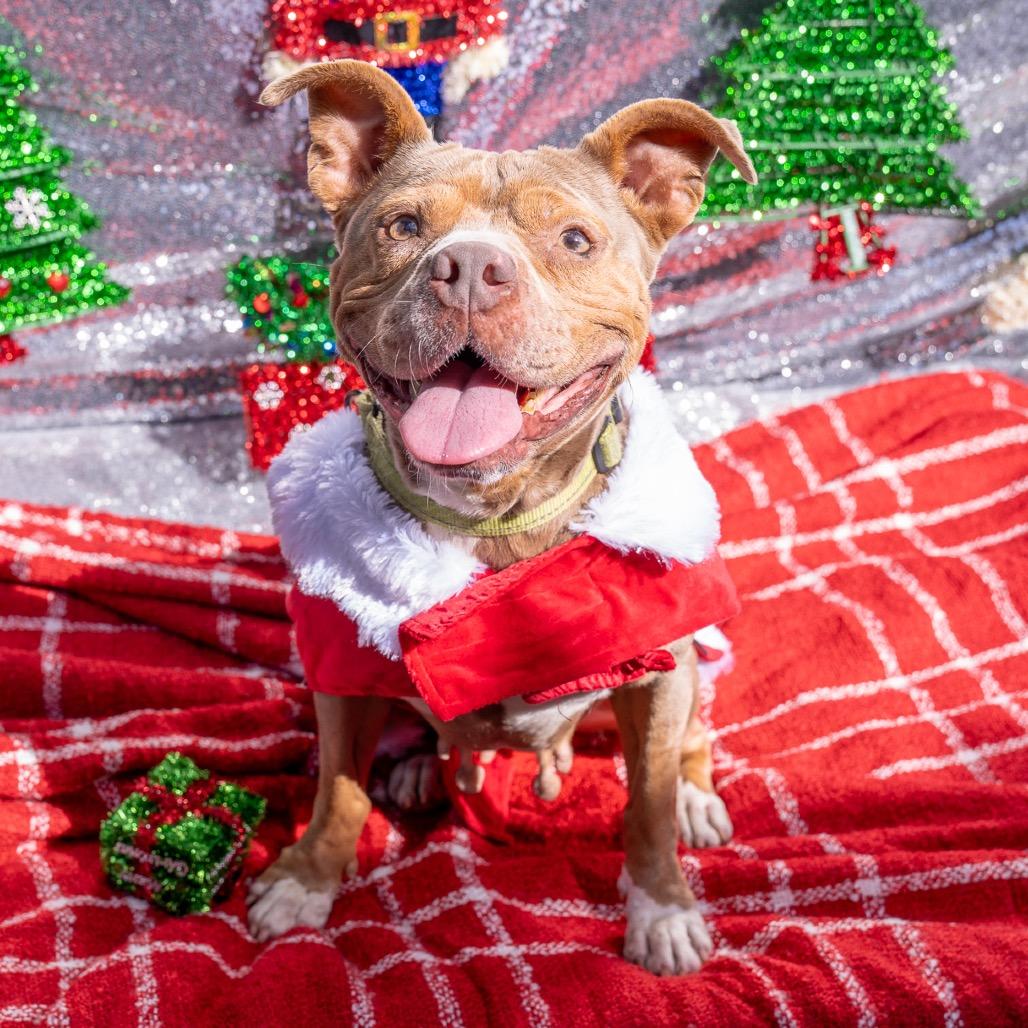 Enlarge Chi Chi, a Adoptable mixed breed in Jupiter, FL image 1/5