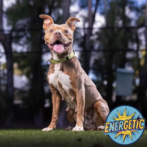 Chi Chi — thumbnail 2