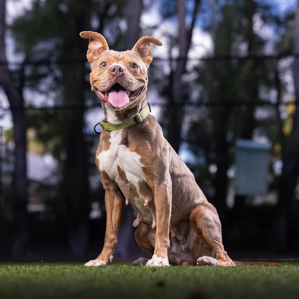 Enlarge Chi Chi, a Adoptable mixed breed in Jupiter, FL image 2/5