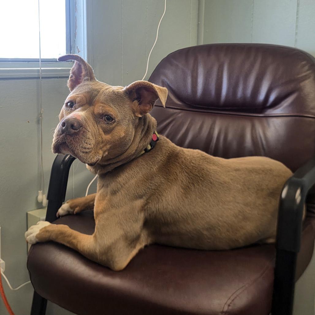 Chi Chi, a Adoptable mixed breed in Jupiter, FL image 3/5