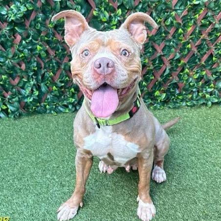 Enlarge Chi Chi, a Adoptable mixed breed in Jupiter, FL image 3/5