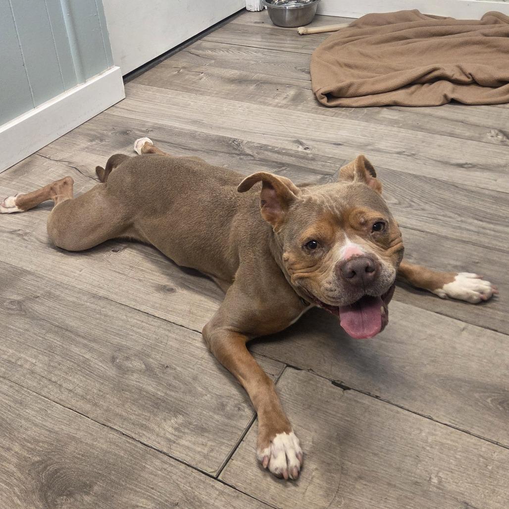 Enlarge Chi Chi, a Adoptable mixed breed in Jupiter, FL image 4/5