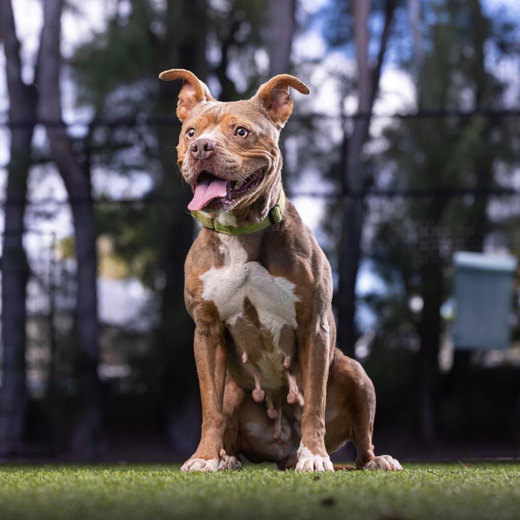 Enlarge Chi Chi, a Adoptable mixed breed in Jupiter, FL image 5/5