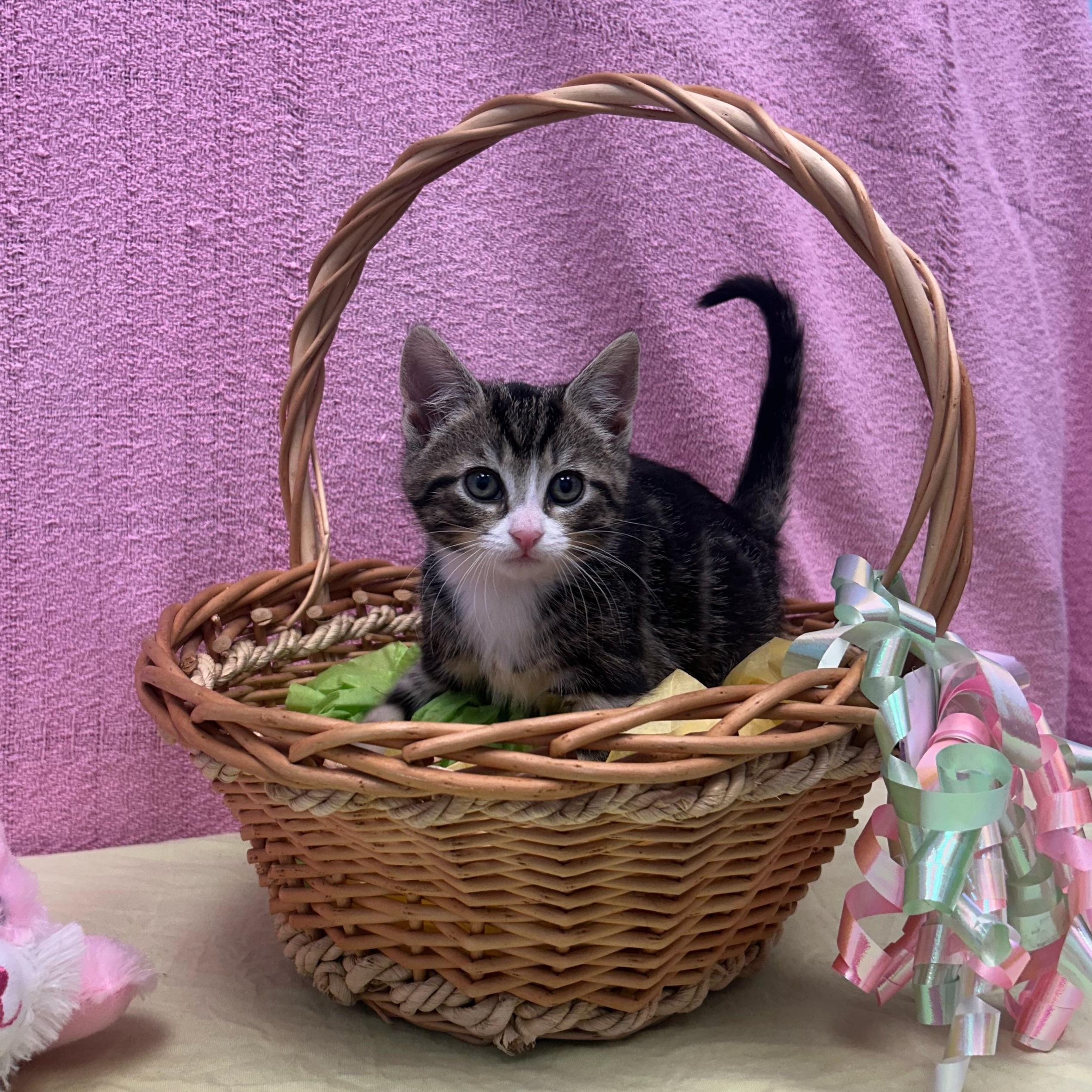 Chesapeake , adopted, Kitten Female Domestic Short Hair.