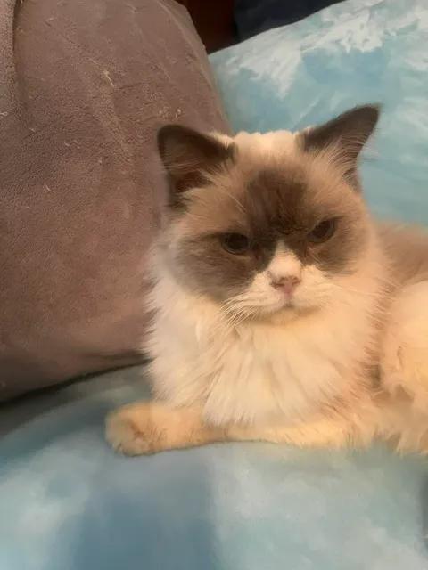 Enlarge Dan The Man, a Adoptable Ragdoll in Ennis, TX image 4/4