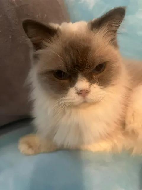 Dan The Man, Adoptable, Young Male Ragdoll.