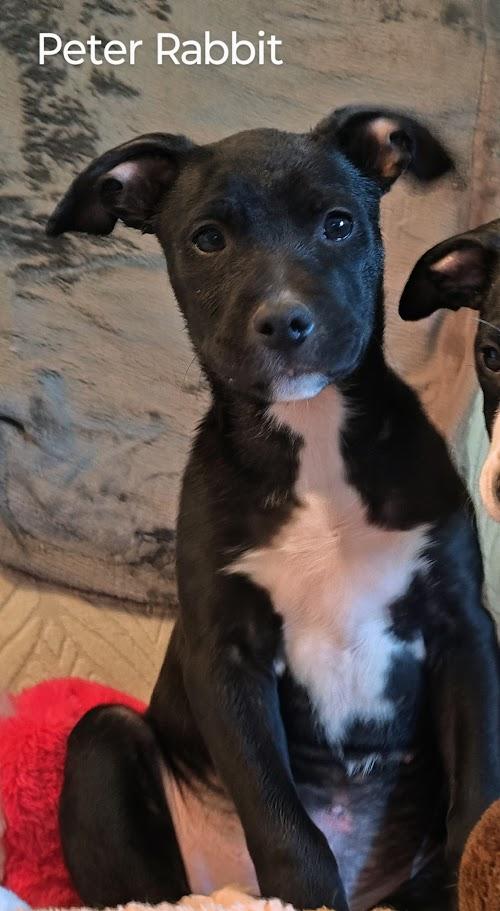 Peter Rabbit - Come Meet Me!, Baby Male Boston Terrier