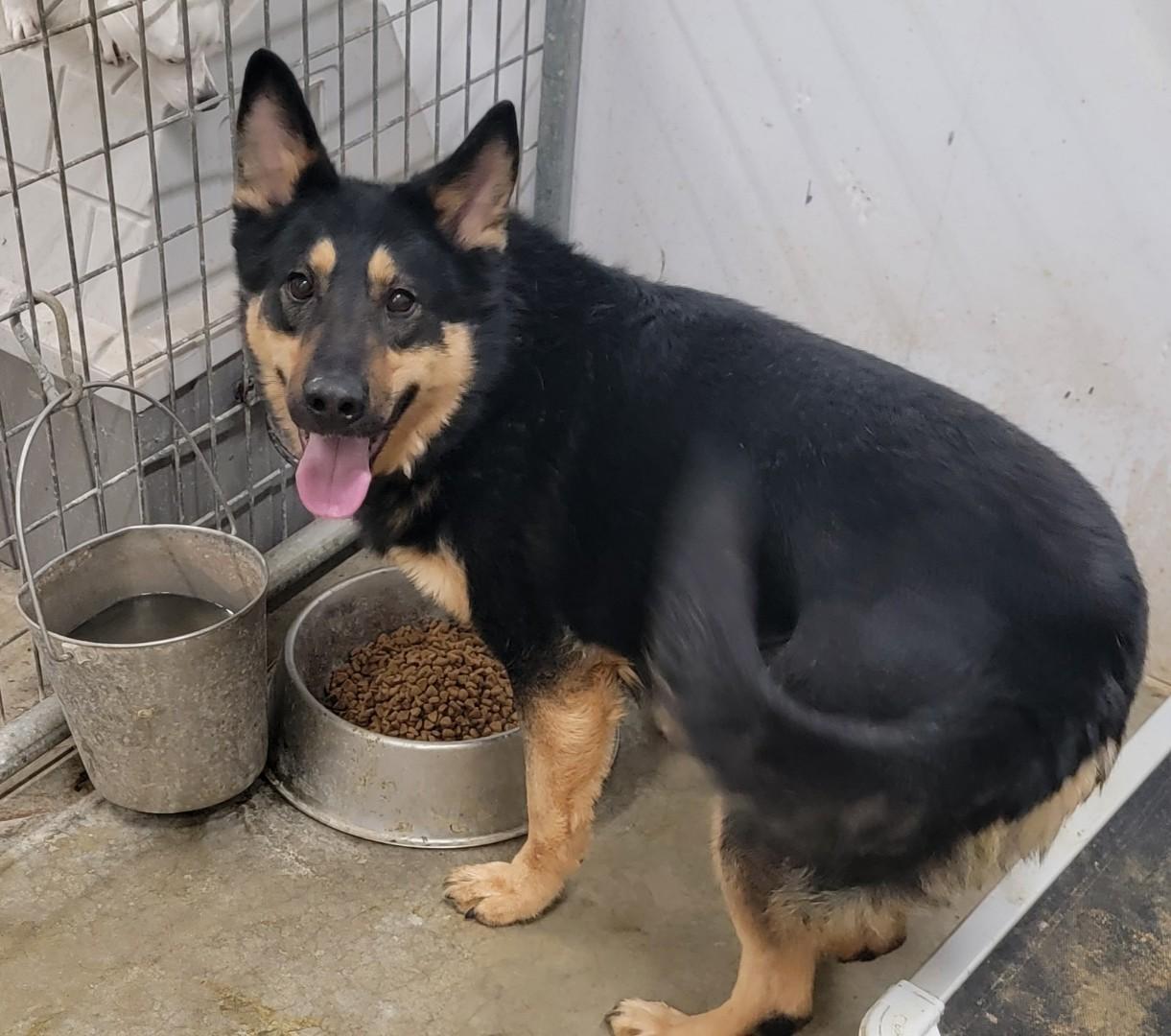 Arrow, a Adoptable mixed breed in Richland Center, WI image 2/2