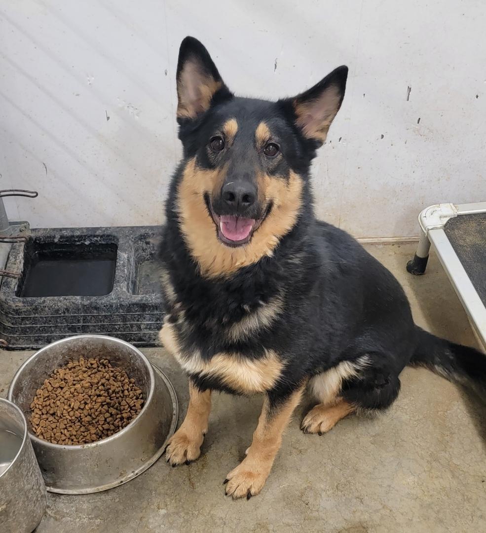 Arrow, Adoptable, Young Female German Shepherd Dog.