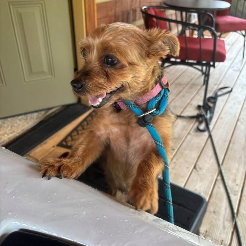 Enlarge Remy, a Adoptable Yorkshire Terrier in Philadelphia, PA image 3/4