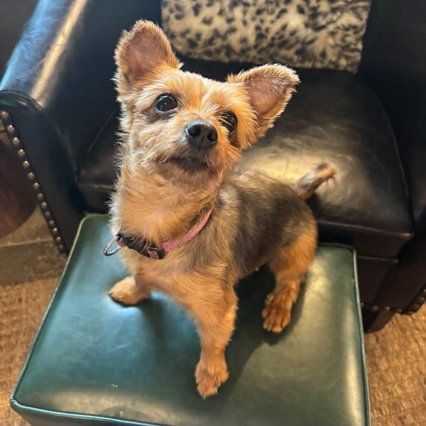 Remy, Adoptable, Adult Female Yorkshire Terrier.