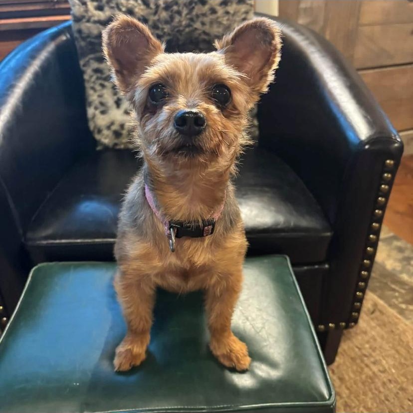 Enlarge Remy, a Adoptable Yorkshire Terrier in Philadelphia, PA image 2/4