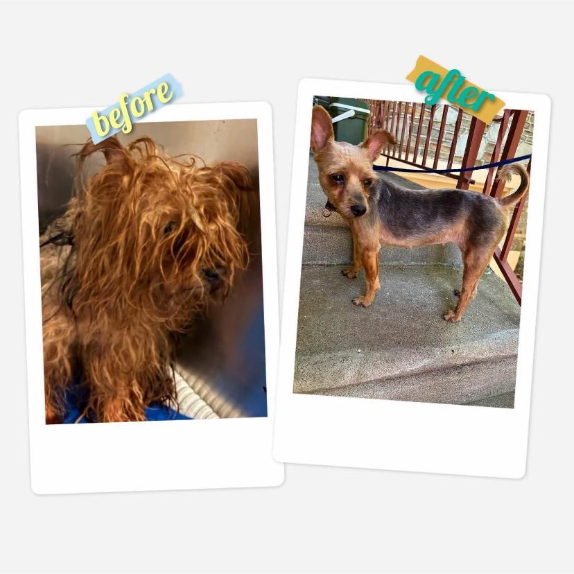 Enlarge Remy, a Adoptable Yorkshire Terrier in Philadelphia, PA image 4/4