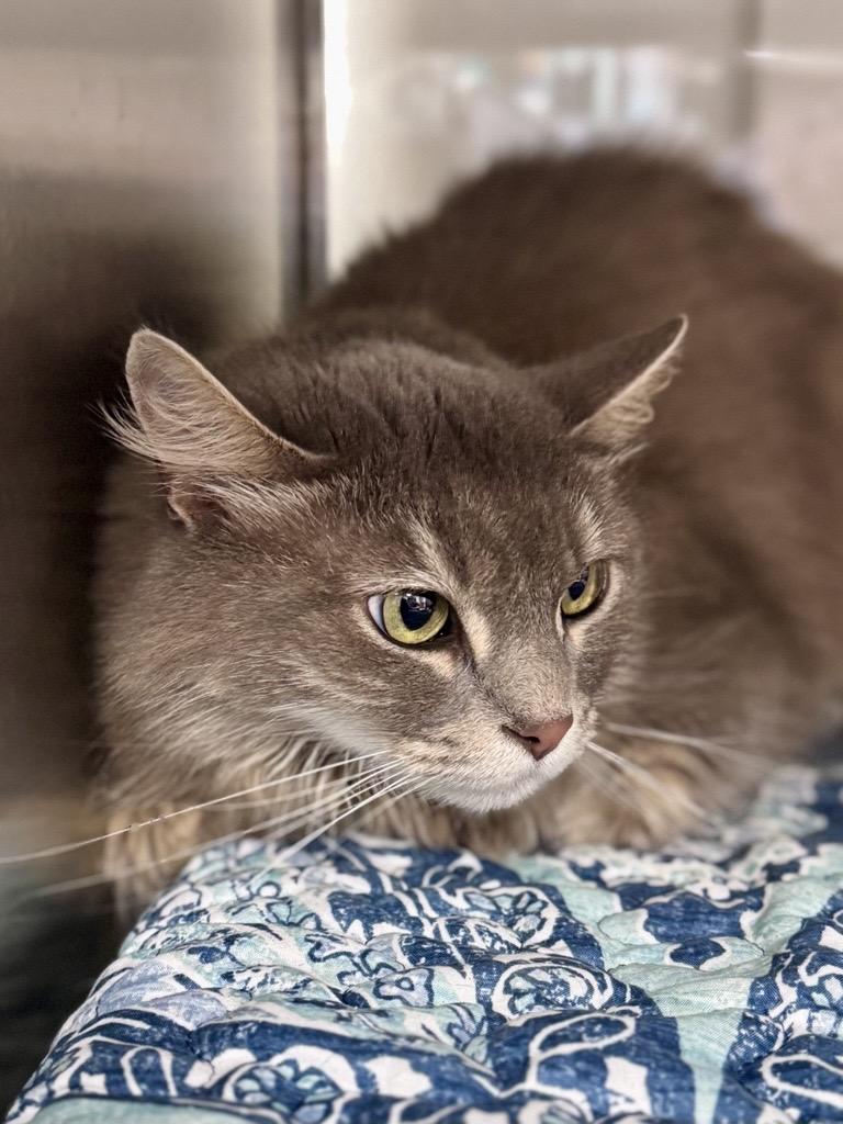 Enlarge Jinx, a ADOPTABLE Domestic Medium Hair in Midland, MI image 2/3