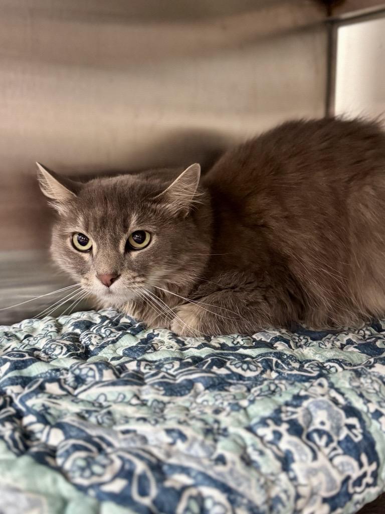Jinx, ADOPTABLE, Adult Female Domestic Medium Hair.