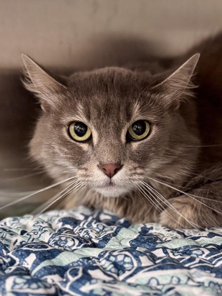 Enlarge Jinx, a ADOPTABLE Domestic Medium Hair in Midland, MI image 3/3